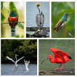 BirdsCaribbean se dedica a la conservación de las aves y sus hábitats en el Caribe insular. ISTOCK
