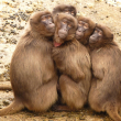 Imagen ilustrativa de monos aulladores.