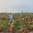 Lluvias acompañadas de un fuete ventarrón destruyen plantación de banano en Monte Cristi