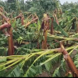 Los productores de plátanos pidieron la ayuda oficial.