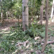 Una vista de los cortes de árboles frondosos en el parque Mirador Sur, una acción que ha encontrado la repulsa de muchos sectores de la capital.