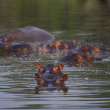 Varios hipopótamos en un lago del Parque Temático Hacienda Nápoles en Puerto Triunfo, Colombia, el 12 de febrero de 2020