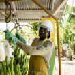 Productores dominicanos afiliados en la Asociación Dominicana de Productores de Banano aspiran a que se les otorgue un permiso de trabajo a 250,000 obreros haitianos.