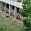 En lugar de alumnos y profesores, las escuelas de La Caleta, a medio construir, acogen a vacas y chivos, mientras crece la maleza en su interior.