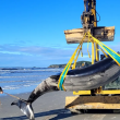 Ballena mas rara del mundo en Nueva Zelanda