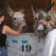 burros que han encontrado refugio temporal en el Centro Ecuestre de Los Ángeles