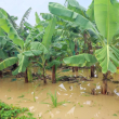 Las lluvias torrenciales de la tormenta Melissa, ahora convertida en huracán, han dejado plantaciones de plátanos inundadas y en algunos lugares bajo el agua.