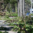 En el malecón de Santo Domingo las intensas lluvias y vientos derrumbaron decenas de arboles el 13 de abril de 2026.