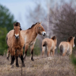Caballos Przewalski salvajes en un bosque en la zona de exclusión de Chernóbil.