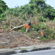 Arrancan decenas de árboles rumbo al peaje de la autopista 6 de Noviembre, en San Cristóbal.