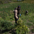 La finca está ubicada en el distrito municipal de El Pinar en la provincia de San José de Ocoa.