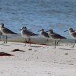 Las aves playeras constituyen un grupo de aves estrechamente asociado a ambientes costeros, marismas y humedales, donde habitan y se alimentan principalmente sobre sustratos terrestres fangosos o en aguas someras