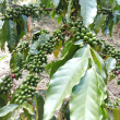 cultivos de café en Ocoa