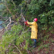 Lluvias empeoran caminos y carreteras y provocan caída de árboles en Ocoa