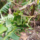 Daños en producción de plátano en Barahona tras el paso del huracán Beryl.