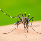 El Aedes aeyipti, mosquito transmisor del dengue, se cría en aguas limpias.