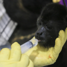 Un veterinario alimenta a un joven mono aullador