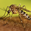 El sistema de vigilancia epidemiológica ha recibido el reporte de 9,625 casos probables de dengue.