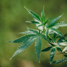 La planta Cannabis sativa tiene especímenes masculinos y femeninos. En los femeninos se forman unos cogollos, que es lo que se denomina coloquialmente marihuana.