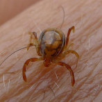 Encefalitis por picaduras de garrapatas y mosquitos se incrementa en España, alertan Neurólogos