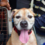 El valiente “Saw” encuentra varios restos en la explosión de San Cristóbal