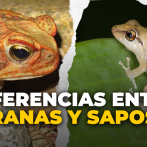 ¿Conoces la diferencia entre ranas y sapos?