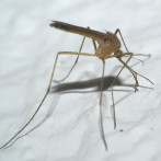 Aumenta la sed de sangre humana de los mosquitos a medida que empeora la pérdida de biodiversidad