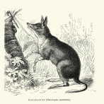 44 especies se extinguieron en 2025, según la Lista Roja de la UICN