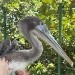 Marinero, un pelícano “curioso” que encontró refugio en el Acuario Nacional
