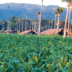 Agricultura de la tierra, a la mesa
