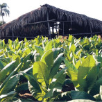 Sanción de EEUU a magnate Chen Zhi golpea a fabricante dominicano de habanos