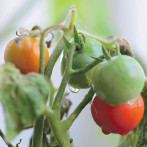 ¿Cuáles son los beneficios del tomate y por qué incluirlo en la alimentación?