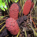 La guáyiga: Producto con sabor a historia