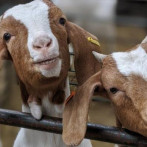 Sacrifican 42 animales en Trinidad y Tobago contagiados con alguna enfermedad infecciosa