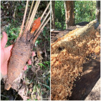 La guáyiga, un producto con sabor a historia