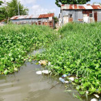 Las lilas del río Ozama: oportunidad para crear combustibles y energía