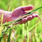 Inventario nacional de arroz supera los cinco millones de quintales