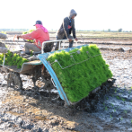 Agricultura y sector arrocero activan estrategia para enfrentar el chinche de la espiga