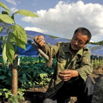 La OMS busca dar una base científica a la medicina tradicional