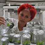 ¡300 plantas de cacatica! Reproducen in vitro esta rara orquídea exclusiva de República Dominicana