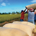 Comisión agropecuaria identifica los cultivos más afectados por inundaciones