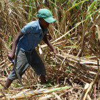 EE.UU. denuncia aumento de explotación infantil en el mundo; cita industria azucarera dominicana