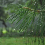 Onda tropical y vaguada provocan lluvia en varias regiones; advierten sobre altas temperaturas
