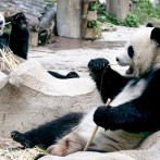 Panda gigante cedida por China muere en Tailandia a los 21 años
