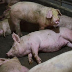 Sacrificio masivo de cerdos y falta de apoyo golpean sector porcino