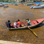 Transformando el sargazo: Desde comida para animales a bloques de construcción y combustible