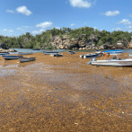 Transformando el sargazo: Desde comida para animales a bloques de construcción y combustible
