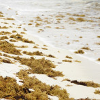 El sargazo: Un desafío ambiental con posibilidades innovadoras