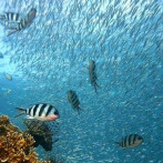 Tratado de Biodiversidad en Alta Mar alcanza una ratificación de 83 países y entra en vigor