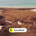 Actividades de Boca Chica se han reducido un 85% por sargazo